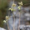 Allium hymettium Boiss. & Heldr.