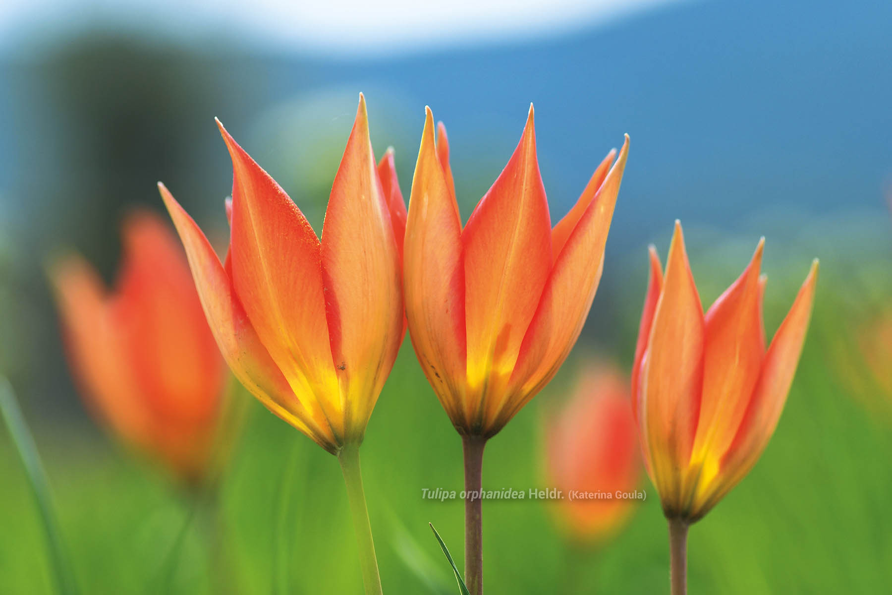 Tulipa orphanidea Heldr. (φωτ. Κατερίνα Γούλα)