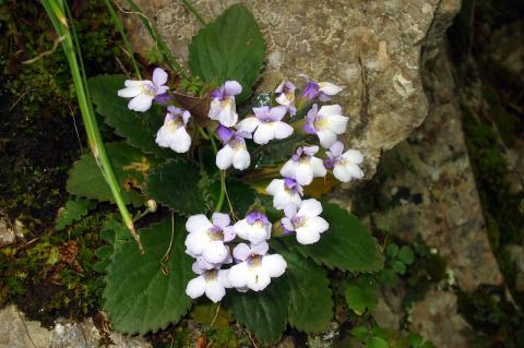 Haberlea rhodopensis Friv.