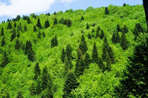 Μικτό δάσος (Mixed forest of) Abies alba και (and) Fagus orientalis 