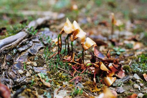 Αρτίβλαστα (seedlings) Abies alba 