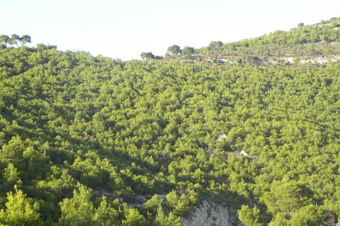 Pinus halepenis Mill.