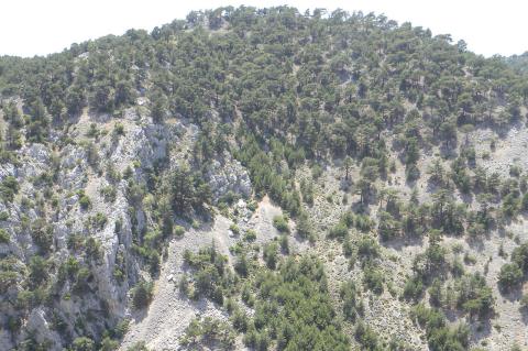 Pinus brutia Ten.