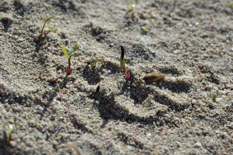 Αρτίβλαστα (seedlings) Crithmum maritimum 