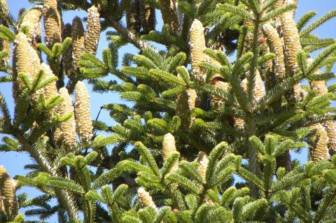 Abies borisii-regis Mattf.