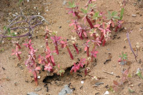 Euphorbia dendroides L.