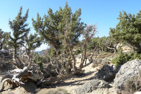 Juniperus macrocarpa Sm.