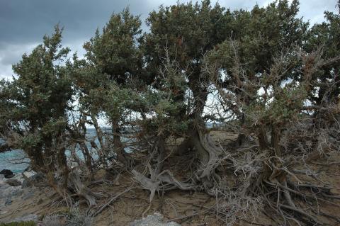 Juniperus macrocarpa Sm.