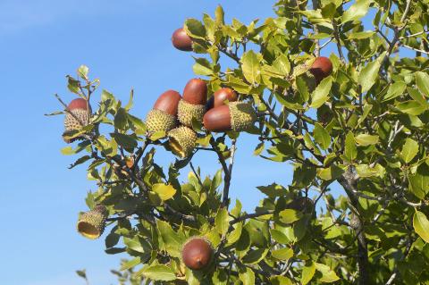 Quercus coccifera L.