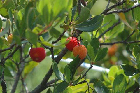 Arbutus unedo L.