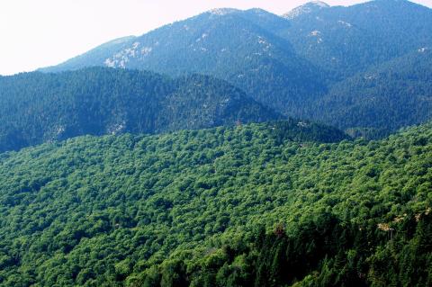 Μικτό δάσος (Mixed forest of) Castanea sativa και (and) Abies cephalonica 