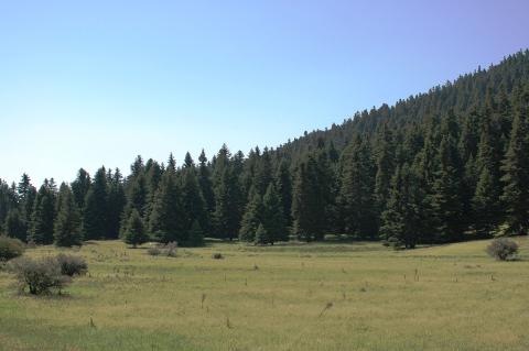 Abies cephalonica Loudon