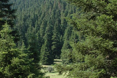 Abies cephalonica Loudon