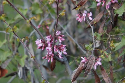 Cercis siliquastrum L.