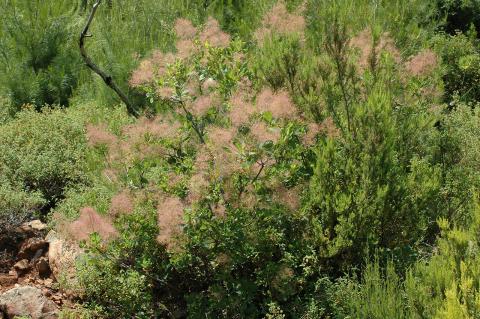 Cotinus coggygria Scop.