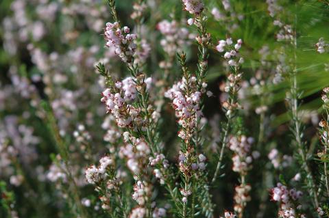 Erica arborea L.