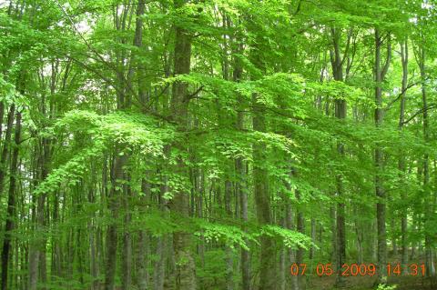 Fagus sylvatica L.