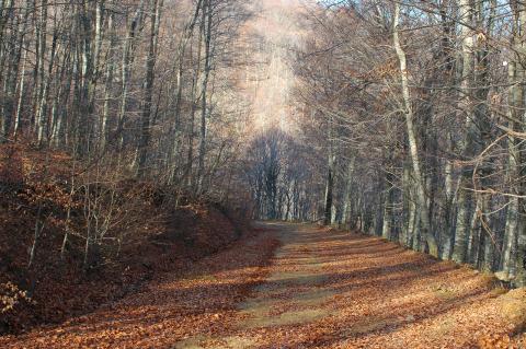 Fagus sylvatica L.