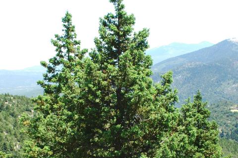 Juniperus drupaceae Labill.