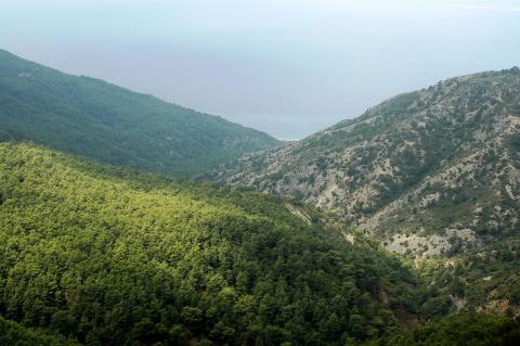 Pinus brutia Ten.