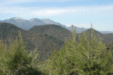 Pinus halepensis Mill.