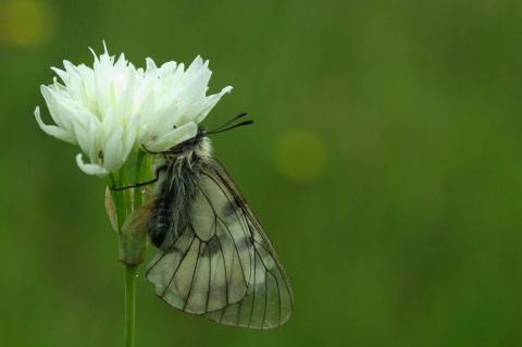 Allium phthioticum Boiss. & Heldr.