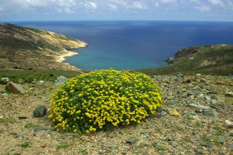 Alyssum tenium Halácsy.