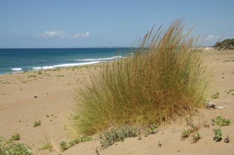 Ammophila arenaria (L.) Link