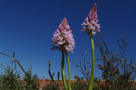 Anacaptis pyramidalis (L.) Rich.