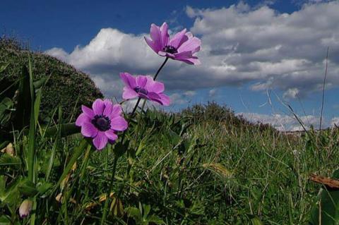 Anemone pavonina Lam.