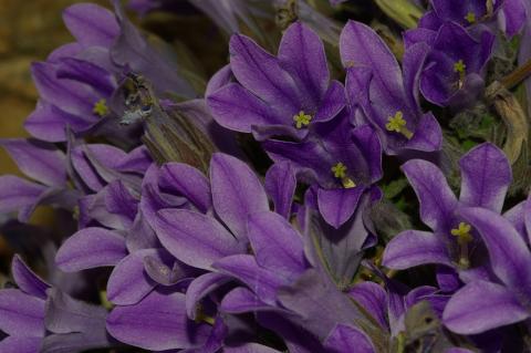 Campanula celsii A. DC.