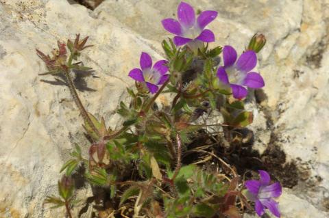 Campanula drabifolia Sm.