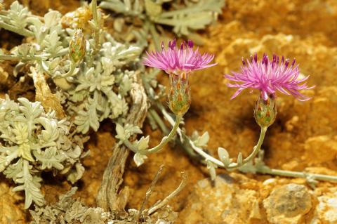 Centaurea pseudocadmea Wagenitz.