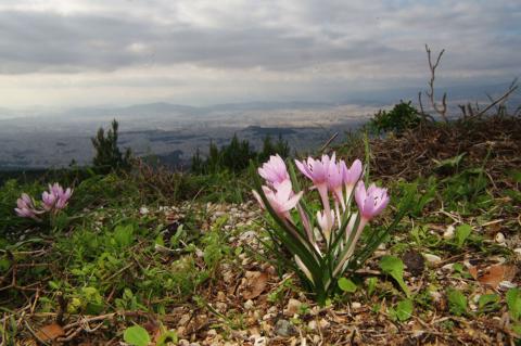 Colchicum cupanii Guss.