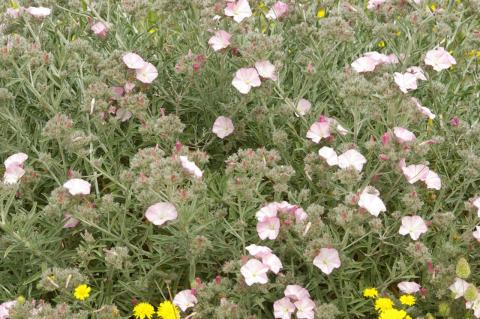 Convolvulus oleifolius Desr.