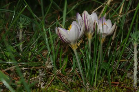 Crocus laevigatus Bory & Chaub.