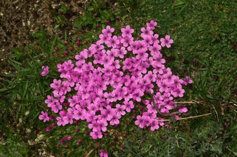 Dianthus tymphresteus (Boiss. & Spruner) Boiss.