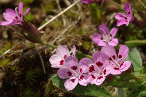 Dianthus myrtinervius Griseb. subsp. caespitosus Strid & Papan.