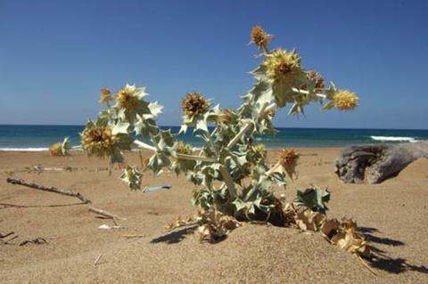 Eryngium maritimum L.