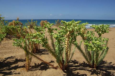 Euphorbia paralias L.