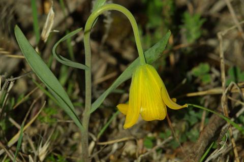 Fritillaria euboeica Rix.