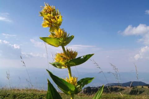 Gentiana lutea L.