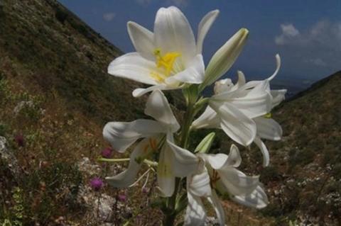 Lilium candidum L.