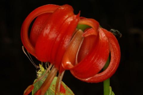 Lilium chalcedonicum L.