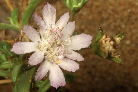 Lomelosia argentea (L.) Greuter & Burdet