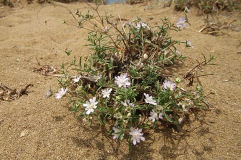 Lomelosia argentea (L.) Greuter & Burdet