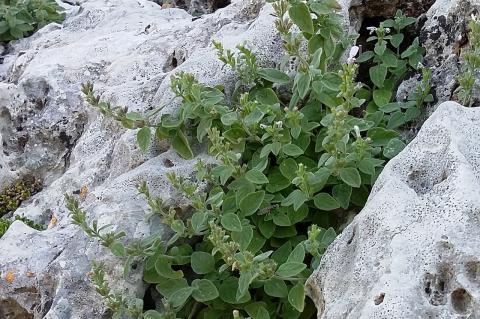 Clinopodium taygeteum (P.H. Davis) Bräuchler