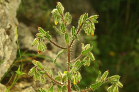 Onosma graeca Boiss.