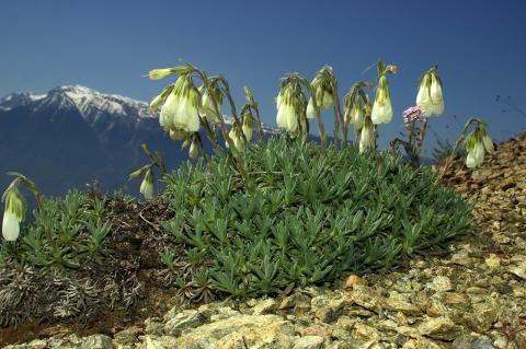 Onosma stridii Teppner.