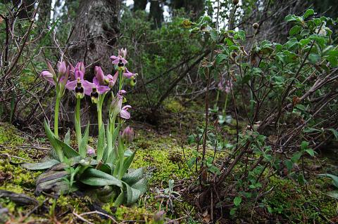 Ophrys tenthredinifera Willd.